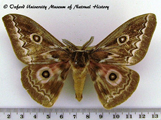 Gonimbrasia tyrrhea African Moths